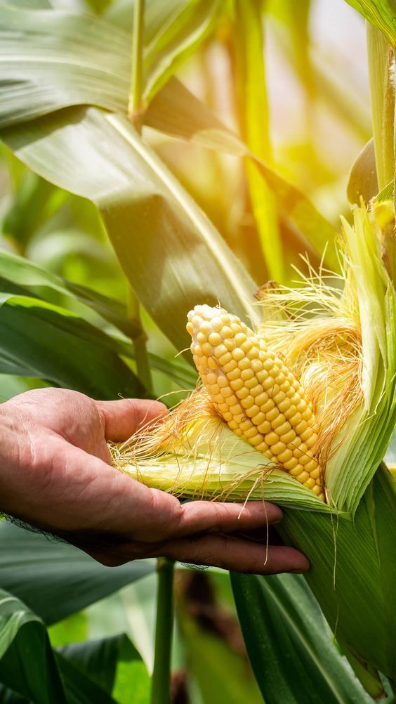La exportación de productos agrícolas a Venezuela no es una simple transacción comercial; es una carrera de cumplimiento normativo donde un error fitosanitario o documental puede significar la pérdida total de la carga perecedera.